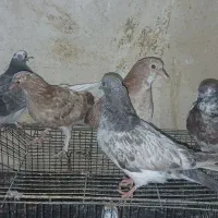 کبوتر