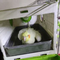 عروس‌هلندی مولد