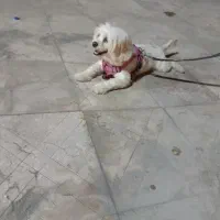 فروشی قیمت دوملیون