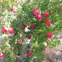 باغ انار به متراژ ۱۰۰۰ متر به فروش میرسد