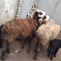 میش بره دار