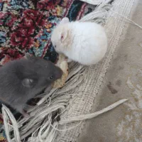 همستر نرو ماده