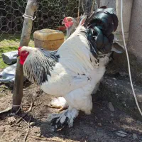 تخم نطفه دار برهما لایت