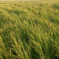 زمین-کشاورزی