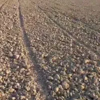 اجاره هفتاد هکتار زمین کشاورزی با آب و پمپ برقی|اجارهٔ دفتر صنعتی، کشاورزی، تجاری|رودبار (کرمان), |دیوار