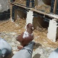 ککیلی الا بوغاز