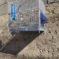 سهره سرسیاه تازه مست مست