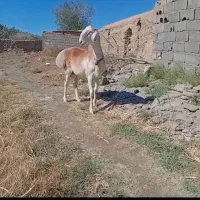 شیشک بره چینی زرد درجه یک درشت