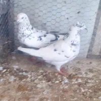 جفت سوسکی|پرنده|ماکو, |دیوار