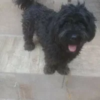 سه قلاده سگ خانگی زیبا