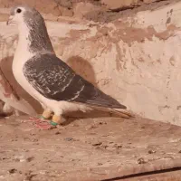 دوتا کبوتر رنگی جفت نر مست