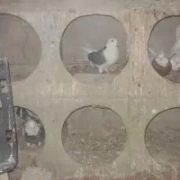 کفتر