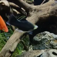 پلاتی|ماهی|خرمدره, |دیوار