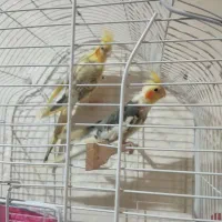 یک جفت عروس هلندی بالغ سالم سرحال برا فروش