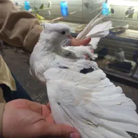 کبوتر کفتر دوکت پشت سرور