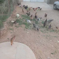 مرغ محلی درجه یک