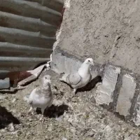 کفتر شهری ومخمل سرور