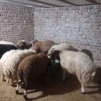 بره نر افشار صادرات|حیوانات مزرعه|پاپی, |دیوار