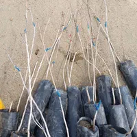 نهال های گلدانی پسته گردو انار توت|خدمات باغبانی و درختکاری|شیراز, آبیاری|دیوار