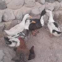 مرغ وخروس واردک