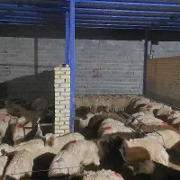 گوسفند بره