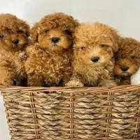 پودل خانگی واکسیناسیون شده