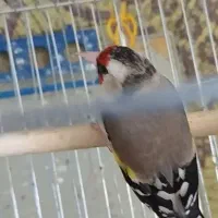 سهره دورگ ماده ترت ترت