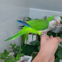 طوطی راهب نر دستی سخنگو.   بوشهر