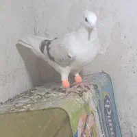 ماده بهبهانی پشت سوسنی کله سرور