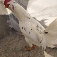 خروس گلین|حیوانات مزرعه|شهرضا, |دیوار