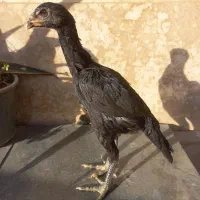 مرغ و جوجه لاری انگلیسی و هندی|حیوانات مزرعه|فردیس, شهرک ۱۱۰|دیوار