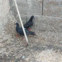 جوجه دورگ