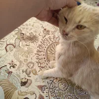 واگذاری گربه|گربه|شیراز, پارک آزادی|دیوار