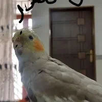 عروس هلندی فرار کرده اسمش روکی