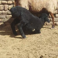 میش بره دار