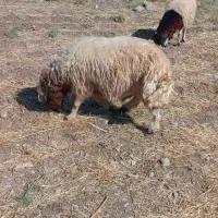 قوچ دوخرط