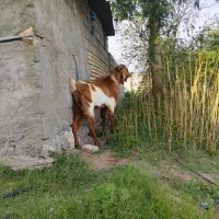 نر داشتی|حیوانات مزرعه|رودان, |دیوار