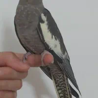 عروس هلندی نر ۲.۵ماهه|پرنده|آمل, |دیوار