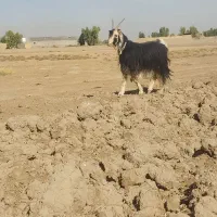 فروش بز شیرازی با بزغاله دوبر
