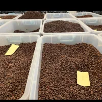 سود چندبرابری خریدقهو قیمت مستقیم از کارخ