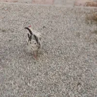 مرغ وخروس|حیوانات مزرعه|رباط‌کریم, شهرک صنعتی ده‌حسن|دیوار