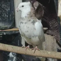 کفتر