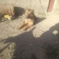 سگ نگهبان و گله