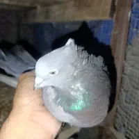 نرماده سبرملقی کلاهی استوره|پرنده|بم, |دیوار