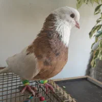 کفتر طوقی پرتقالی همدانی|پرنده|نجفآباد, فاز ۴ شهرک آزادگان|دیوار