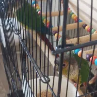 پرنده گیرنجیک جفت