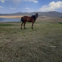 اسب مادیان جوان یورقه