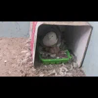 کبوتر کفترنر شازده سرخ گم کردم