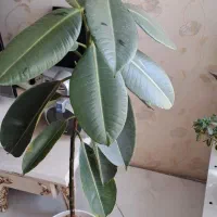 گل فیکوس بلند همراه گلدان