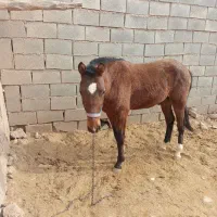 اسب|اسب و تجهیزات اسبسواری|اسفراین, |دیوار